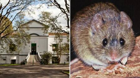 Hantavirus - Buenos Aires