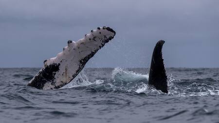 Ballenas jorobadas en Perú. Foto: EFE.