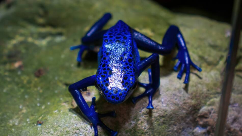 Rana azul. Foto: Unsplash