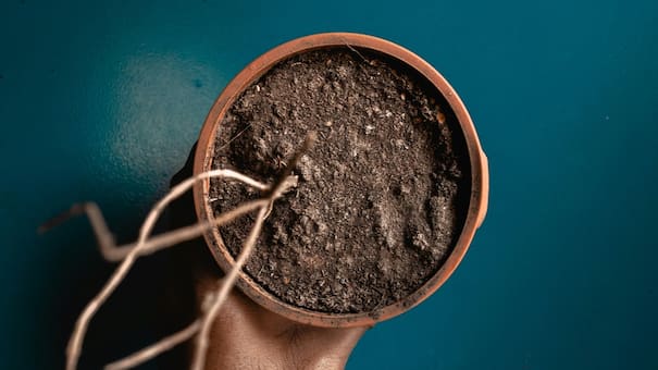 El método infalible para revivir una planta seca en tres días: el secreto que usan los jardineros