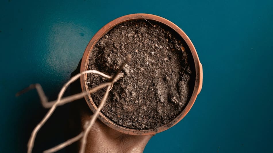 Cómo revivir las plantas secas.