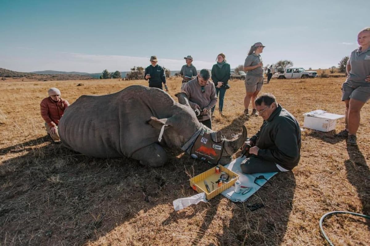 El insólito método para frenar la caza de rinocerontes en Sudáfrica. Foto: X/@rhisotope