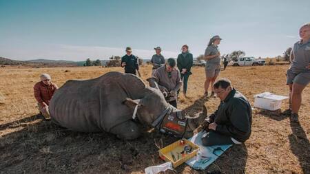 El insólito método para frenar la caza de rinocerontes en Sudáfrica. Foto: X/@rhisotope