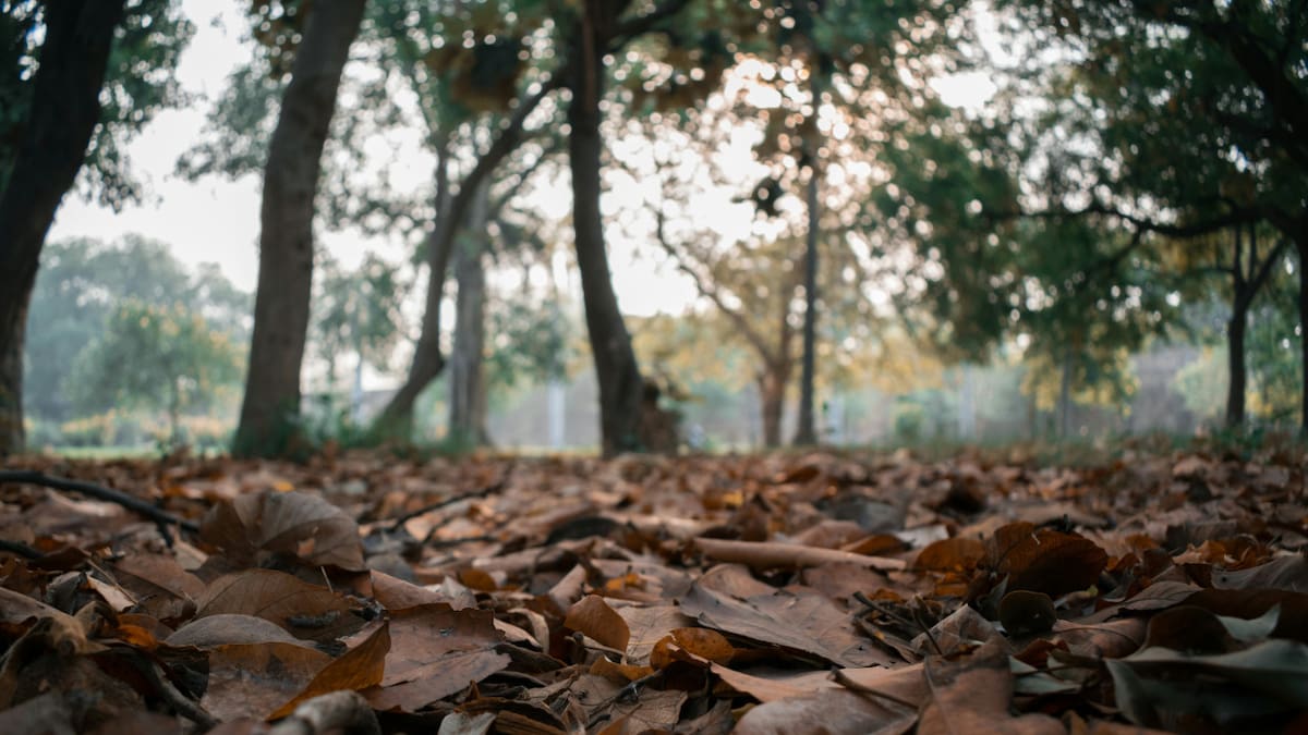 Papel de hojas secas de árbol, una alternativa que podría ayudar a frenar la deforestación