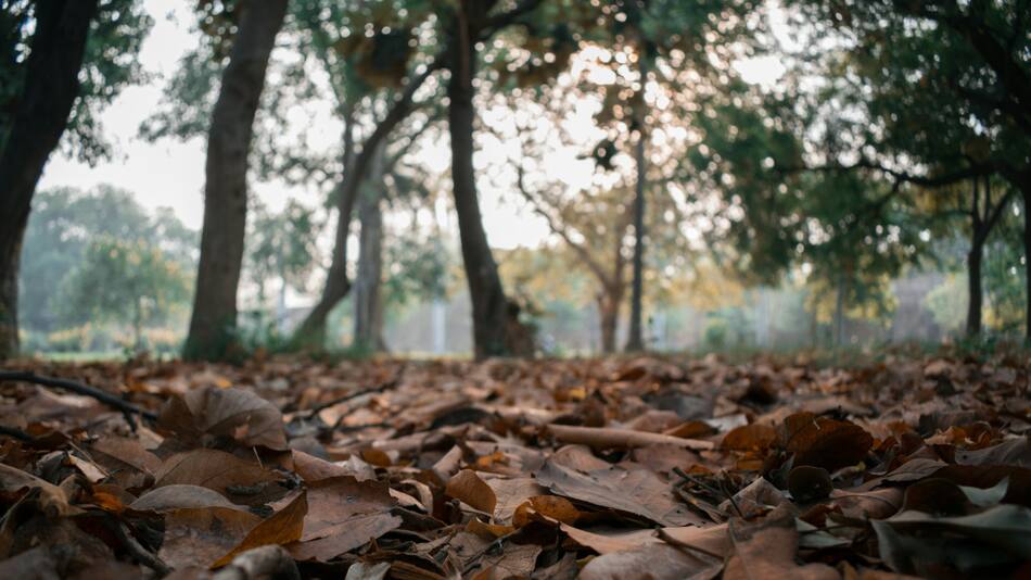 Hojas secas. Foto: Unsplash.