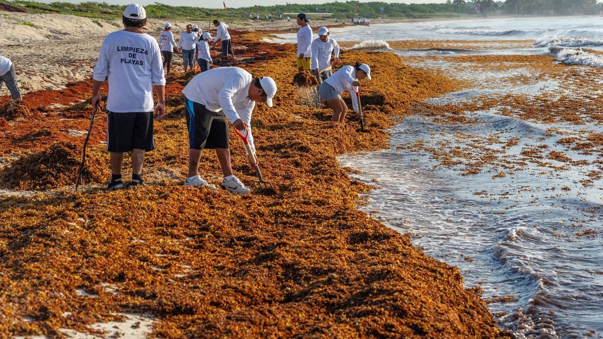 Presencia de sargazo en el océano Atlántico.