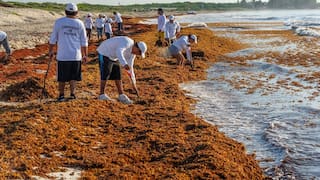 Alerta por la aparición de una franja marrón entre el océano Atlántico y África: qué es y cómo afecta a las costas