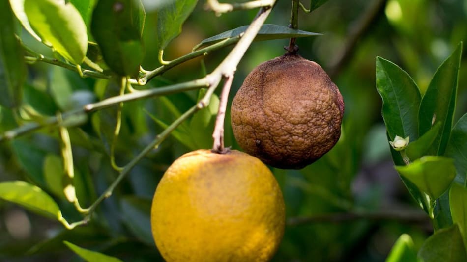 HLB, enfermedad que afecta a los cítricos. Foto: Unsplash.