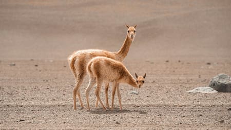 Vicuña, animal. Foto: Unplash.