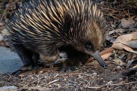 Equidna. Foto Pixabay
