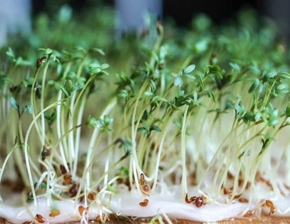 El berro aporta principalmente, fibra, proteínas e hidratos. Foto: Unsplash.