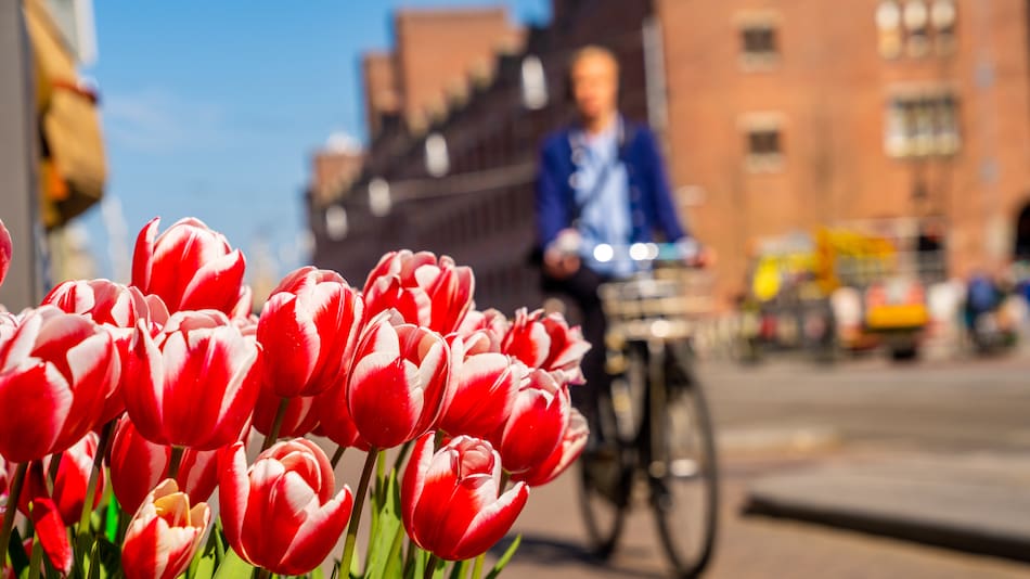 Tulipanes en Holanda