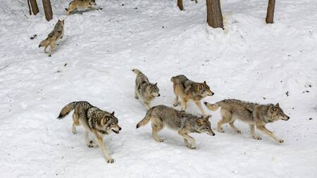 Lobos. Foto: Unsplash.