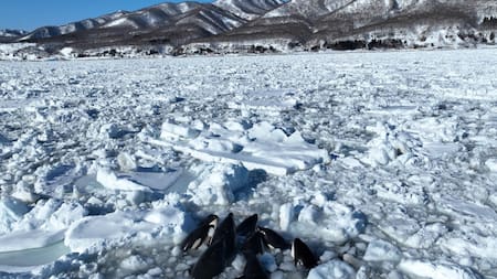 Un grupo de orcas queda atrapado en el hielo frente a la costa del norte de Japón. Foto: EFE.