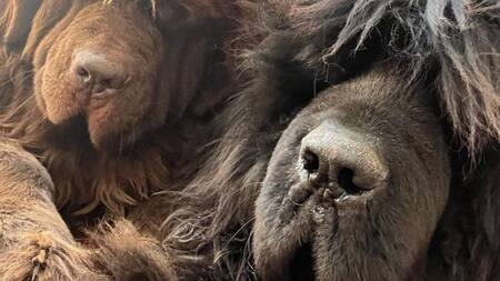 El conmovedor posteo de Diego Ramos tras la muerte de una de sus mascotas: "La tristeza es indescriptible"