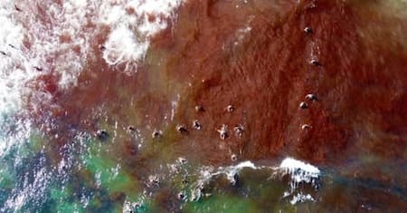 La costa de Necochea y sus aguas, plagadas de algos rojas. Foto: X/@adrianalpmqlp.