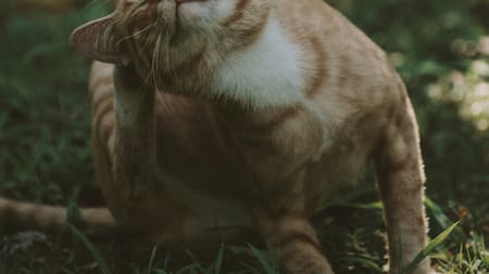 Es posible eliminar este desagradable aroma a orina de gato. Foto: Unsplash.