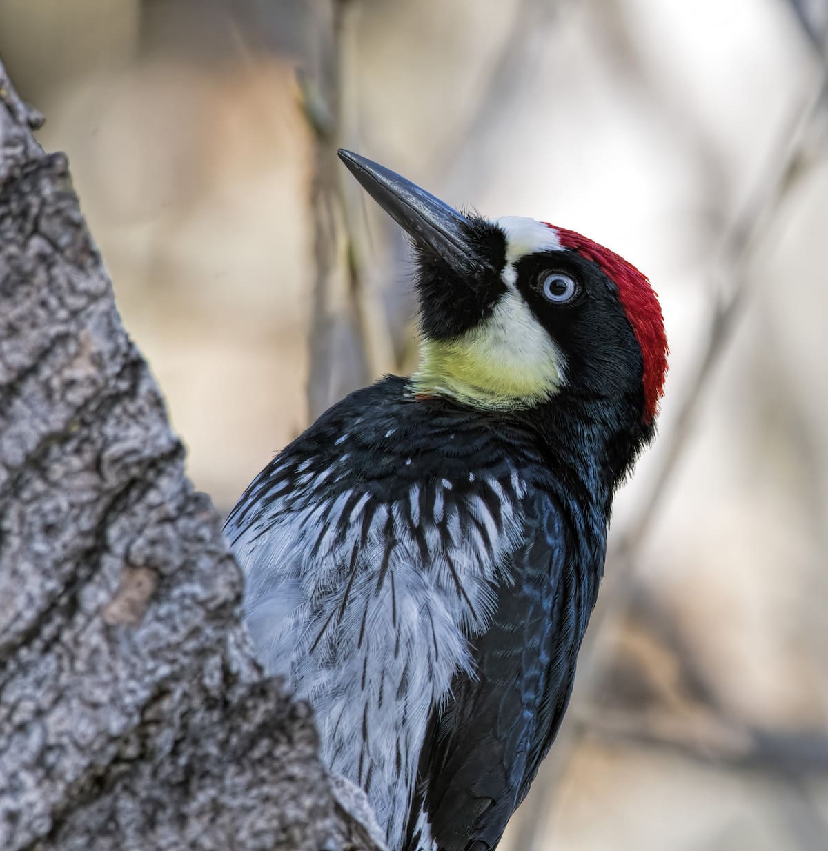 Pájaro carpintero. Foto: Freepik