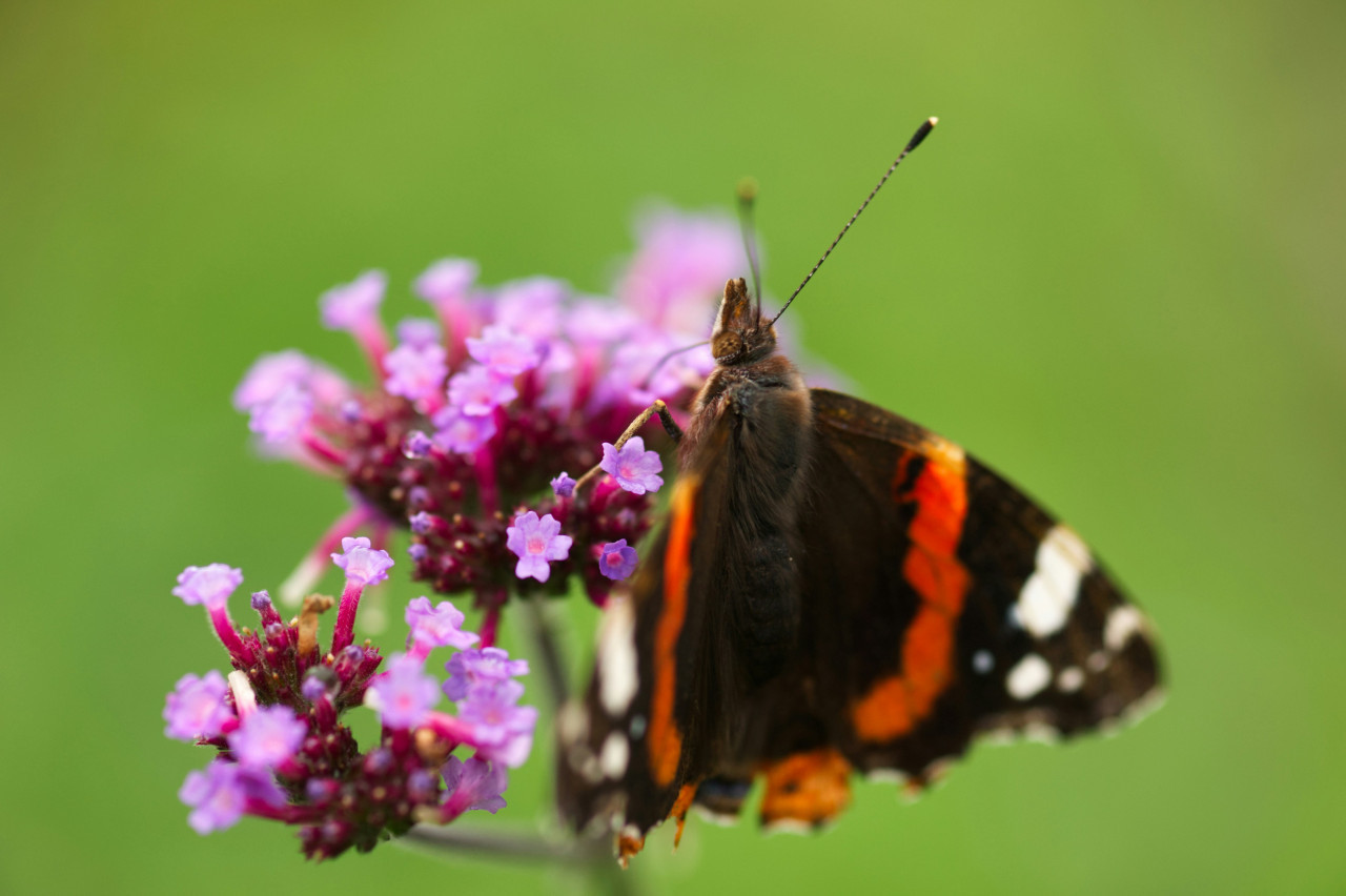 Verbena, mariposa, plantas. Foto: Unsplash