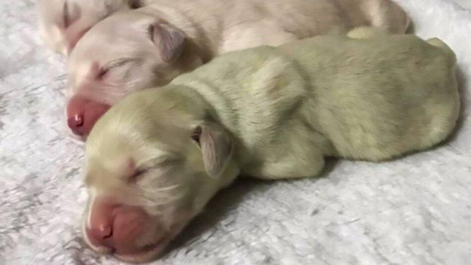 Perro "verde", curiosidades
