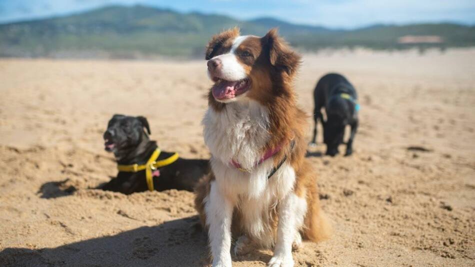Perros en la playa.