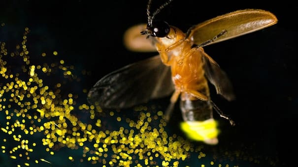De iluminar las noches de verano a estar a punto de desaparecer: qué pasa con las luciérnagas