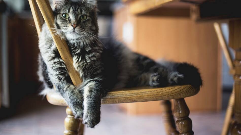 Gatos, mascotas. Foto: Unsplash.