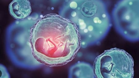 Científicos crearon los primeros modelos de embriones sintéticos humanos. Foto: NA.