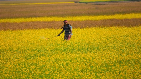 Pesticidas. Foto: Unsplash.