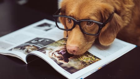 Perro. Foto: Unsplash