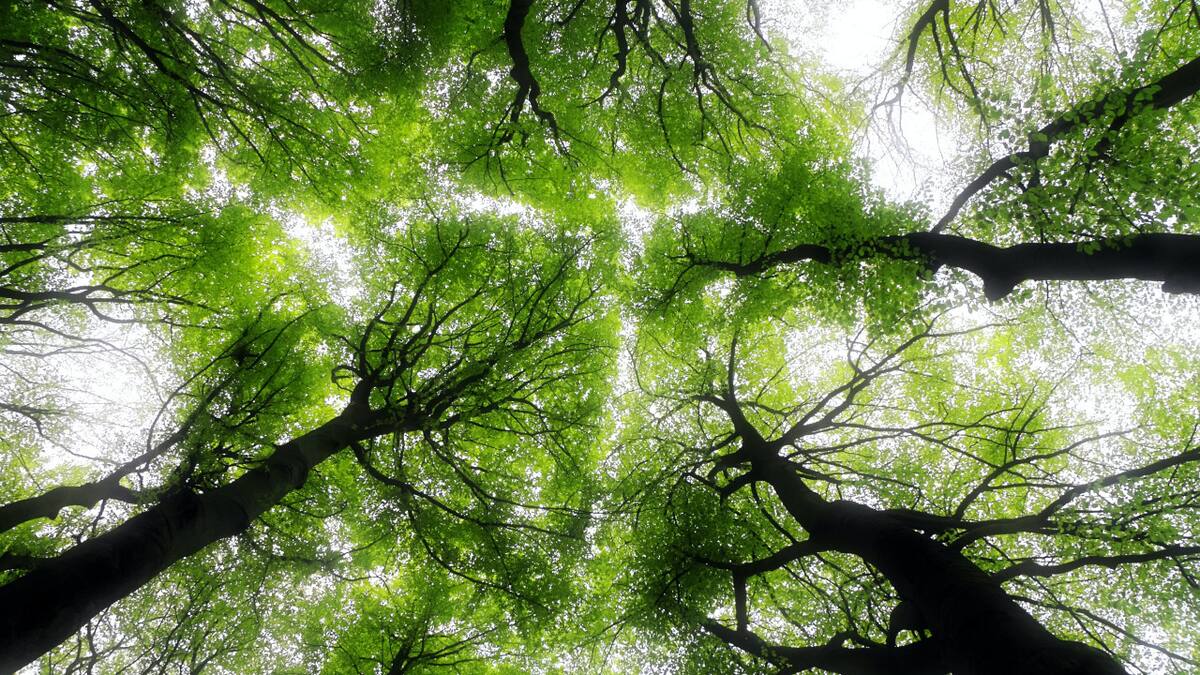 Recomiendan pasar tiempos en bosques para mejorar la salud. Foto: Unsplash.