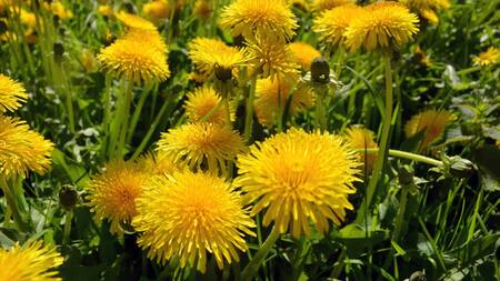Diente de león. Foto: Unsplash.