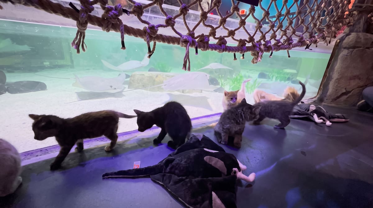 Los pequeños gatitos exploraron el acuario antes de su apertura al público y se encontraron cara a cara con tiburones, tortugas y rayas.