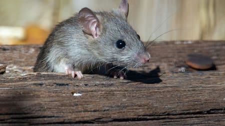 Las ratas fueron expuestas a diferentes olores y aprendiendo a distinguirlos a partir de golosinas. Foto: Unsplash.