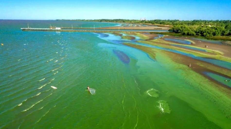 Alerta amarillo por la presencia de cianobacterias