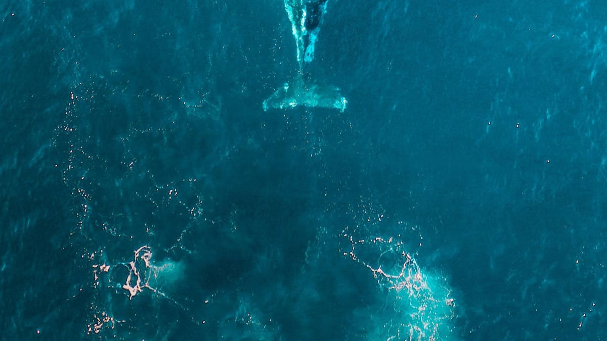 Ballena. Foto: Unsplash