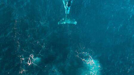 Ballena. Foto: Unsplash