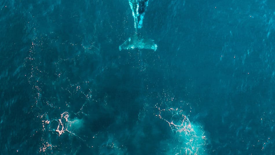 Ballena. Foto: Unsplash