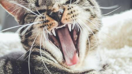 Gato, animal. Foto: Unsplash