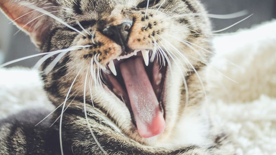 Gato, animal. Foto: Unsplash