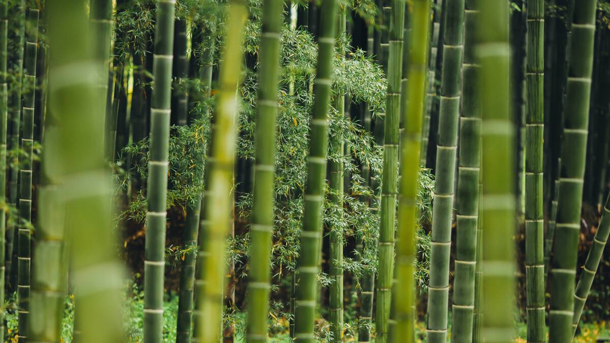 Bambú. Foto: Unsplash