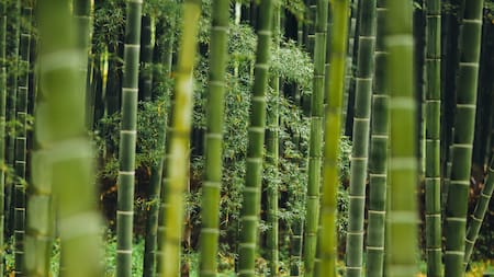 Bambú. Foto: Unsplash