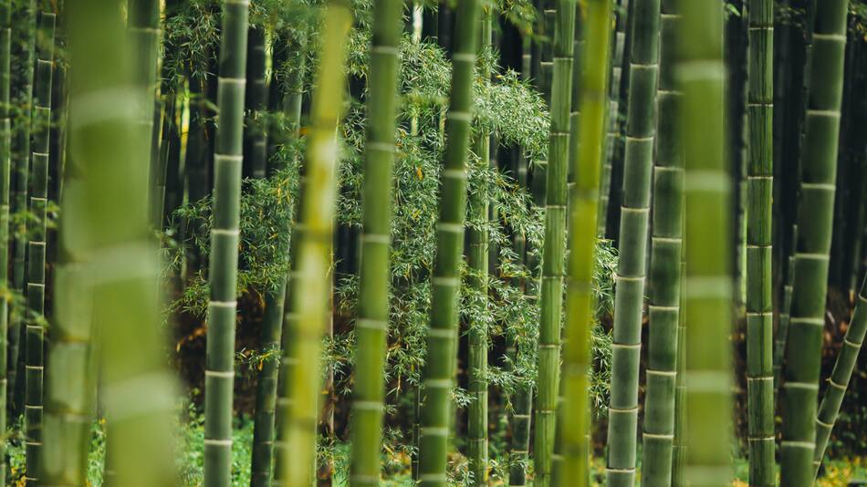 Bambú. Foto: Unsplash