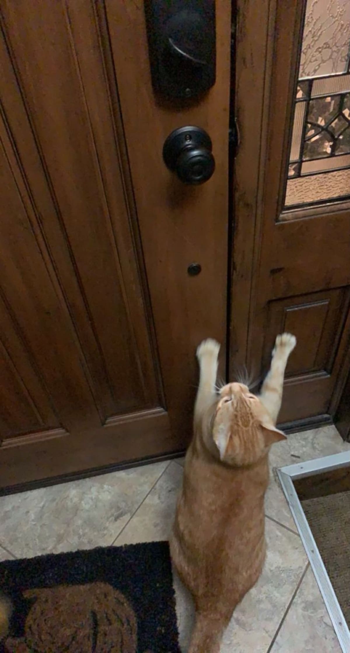 Los veterinarios revelaron la verdad: por qué tu gato corre a recibirte cuando llegás