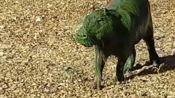 Científico del CONICET alertó por los carpinchos verdes: "Daños hepáticos y neurológicos"