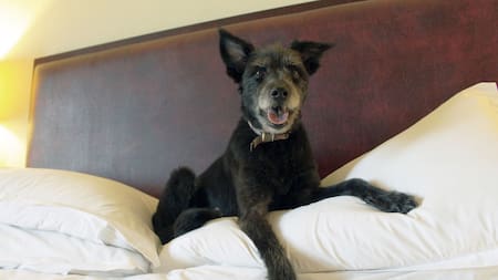 Hoteles 5 estrellas para perros: la experiencia Sheraton. Foto: Aldana Córdoba Daniele: