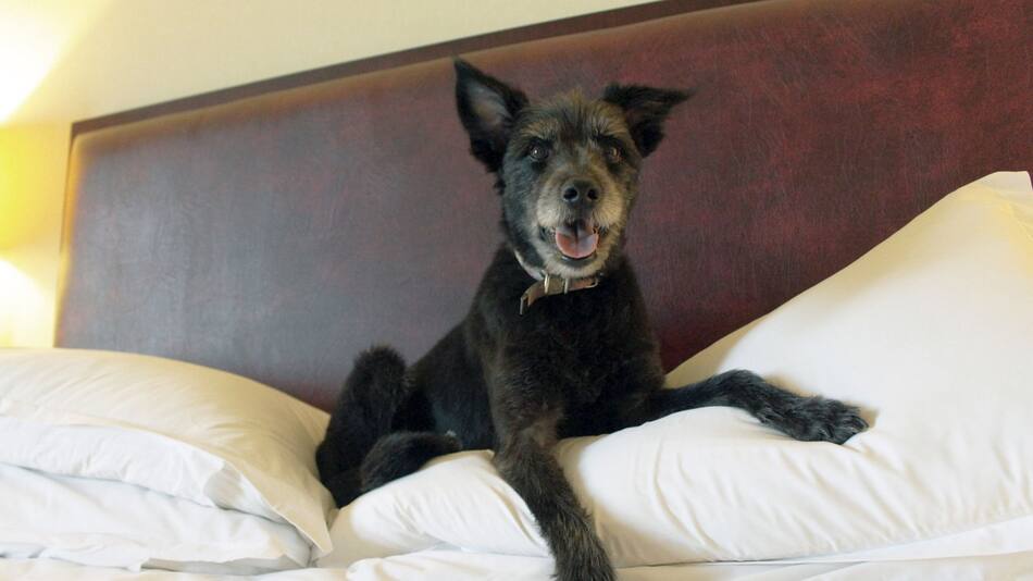 Hoteles 5 estrellas para perros: la experiencia Sheraton. Foto: Aldana Córdoba Daniele: