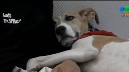 Arturo, el perro de Gran Hermano. Foto: X