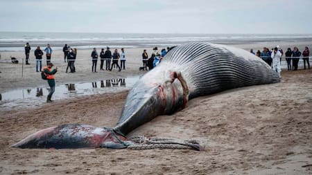 Ballena encontrada en la costa de Bélgica