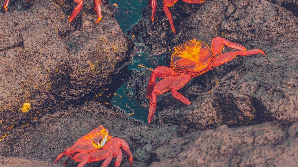 Cangrejo. Foto: Unsplash.
